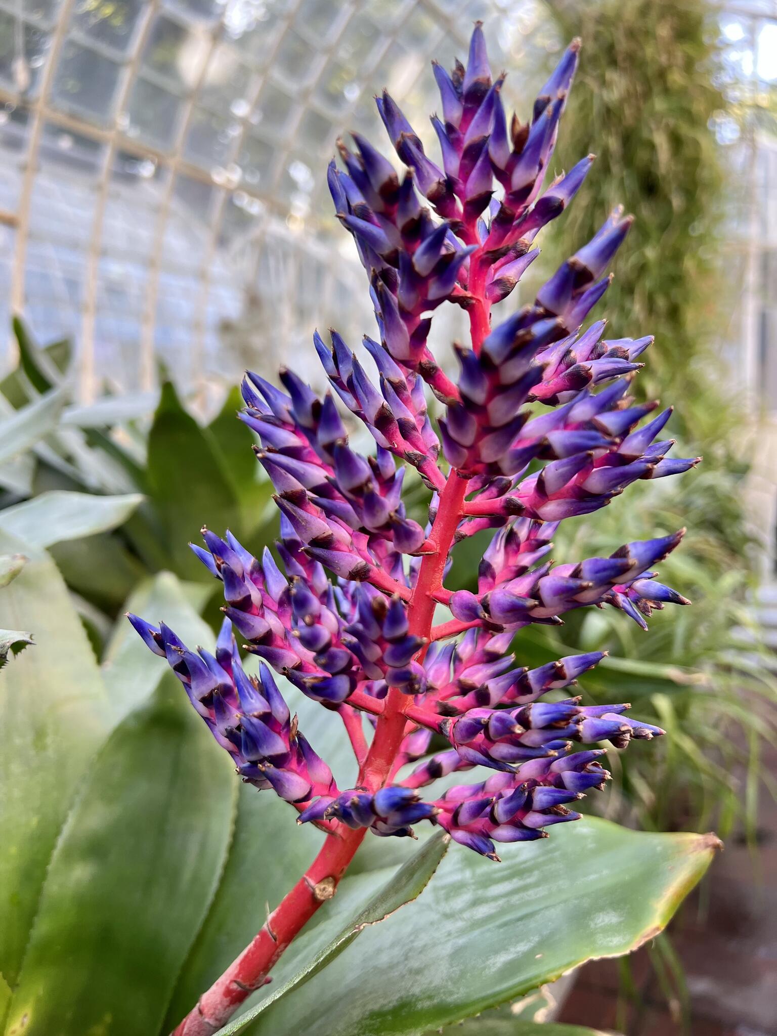 Jardin botanique de Valencia